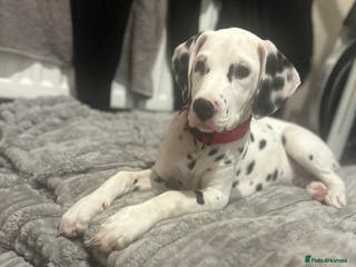 Dalmatian dogs Jasper - Advert 5