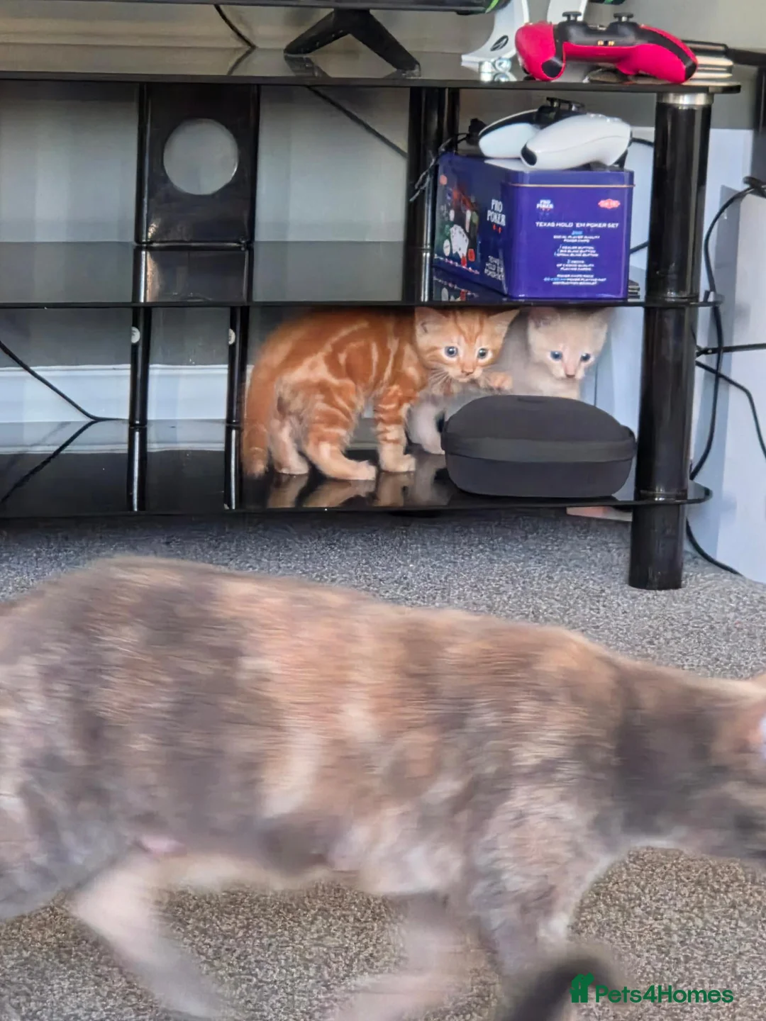 British Shorthair cats for sale: Little ginger boy, full of personality  - Advert 8