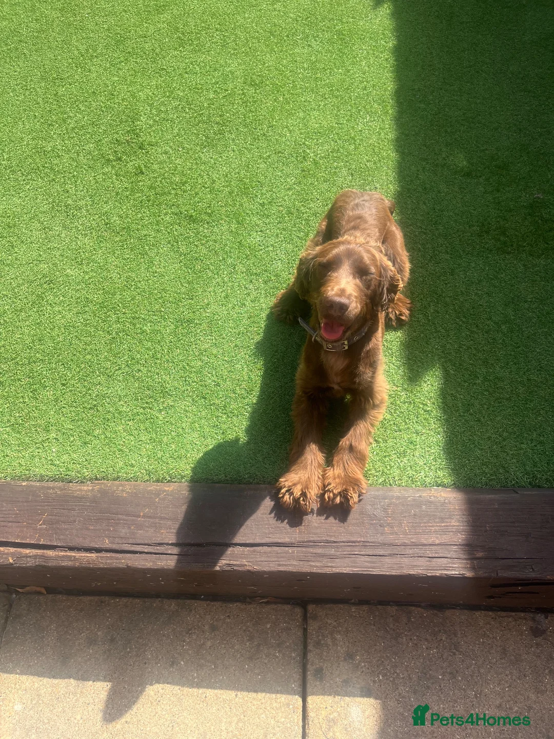 Cocker Spaniel dogs for sale: Show cocker spaniel  in Peterborough - Advert 2