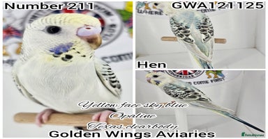 Budgerigars birds - Advert 2