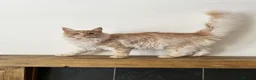 Maine Coon cats for sale: ⭐️⭐️TICA REGISTERED MAINE COON BOY⭐️⭐️ - Advert 3