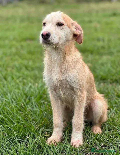 Mixed Breed dogs Jack — 6‑Month‑Old Small/Medium Puppy - Advert 1