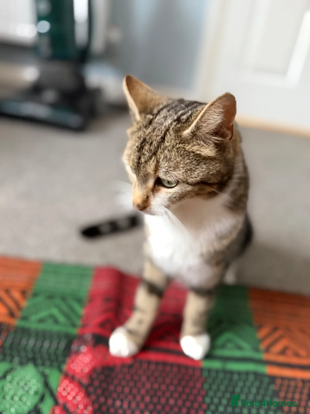 Mixed Breed cats for sale: Millie Female 3 Years old Bengal/Mainecoon  - Advert 5