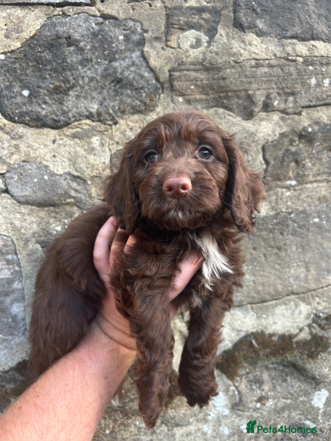 Cockapoo dogs for sale: BEAUTIFULL F1 COCKAPOOS - Image 10