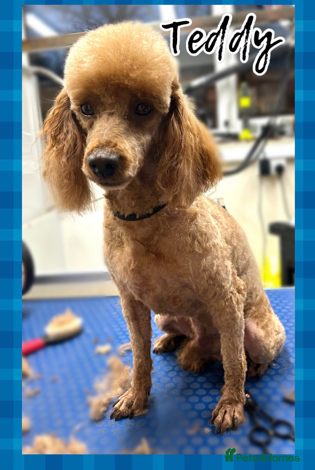 Miniature Poodle dogs for stud: fully DNA tested clear kc miniature poodle stud in Robertsbridge - Advert 5