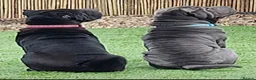 Shar Pei dogs for sale: Male and female  in Bolton - Advert 9