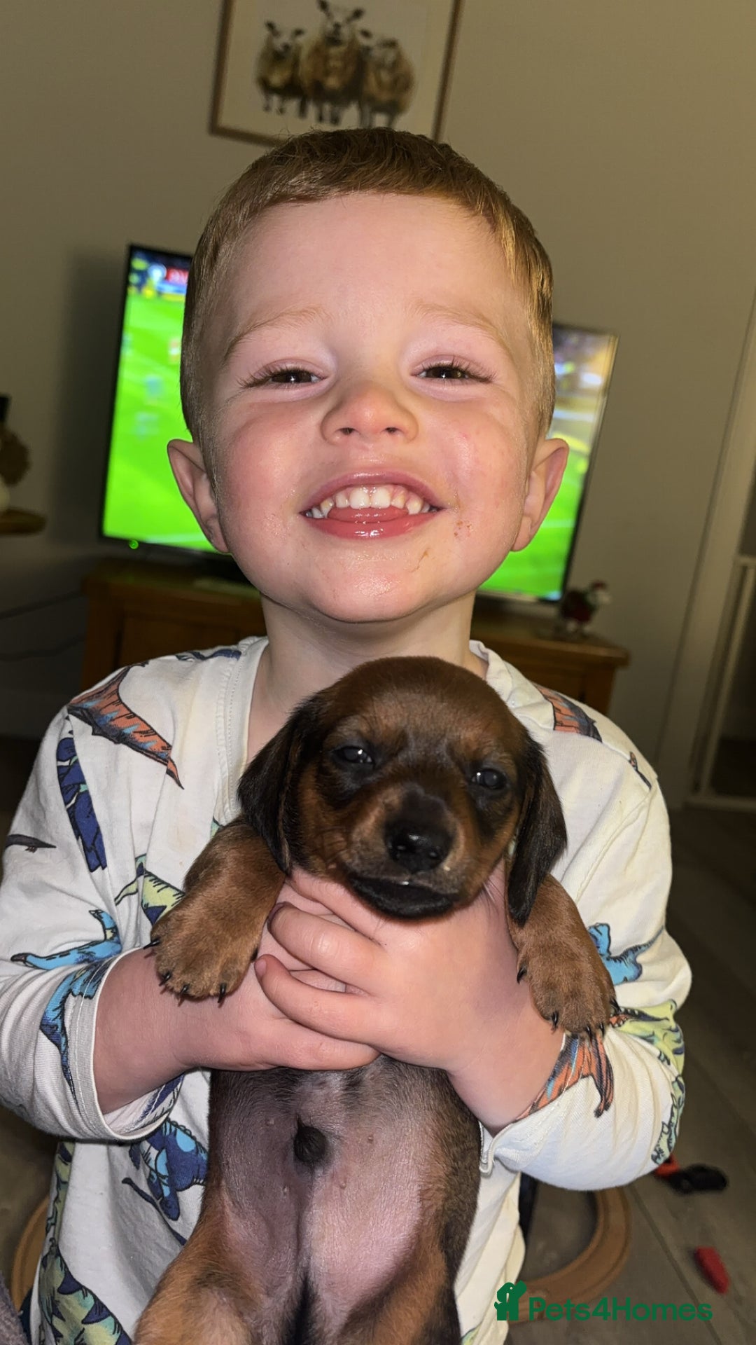 Miniature Dachshund dogs for sale: Miniature shaded red boy available now  - Advert 15