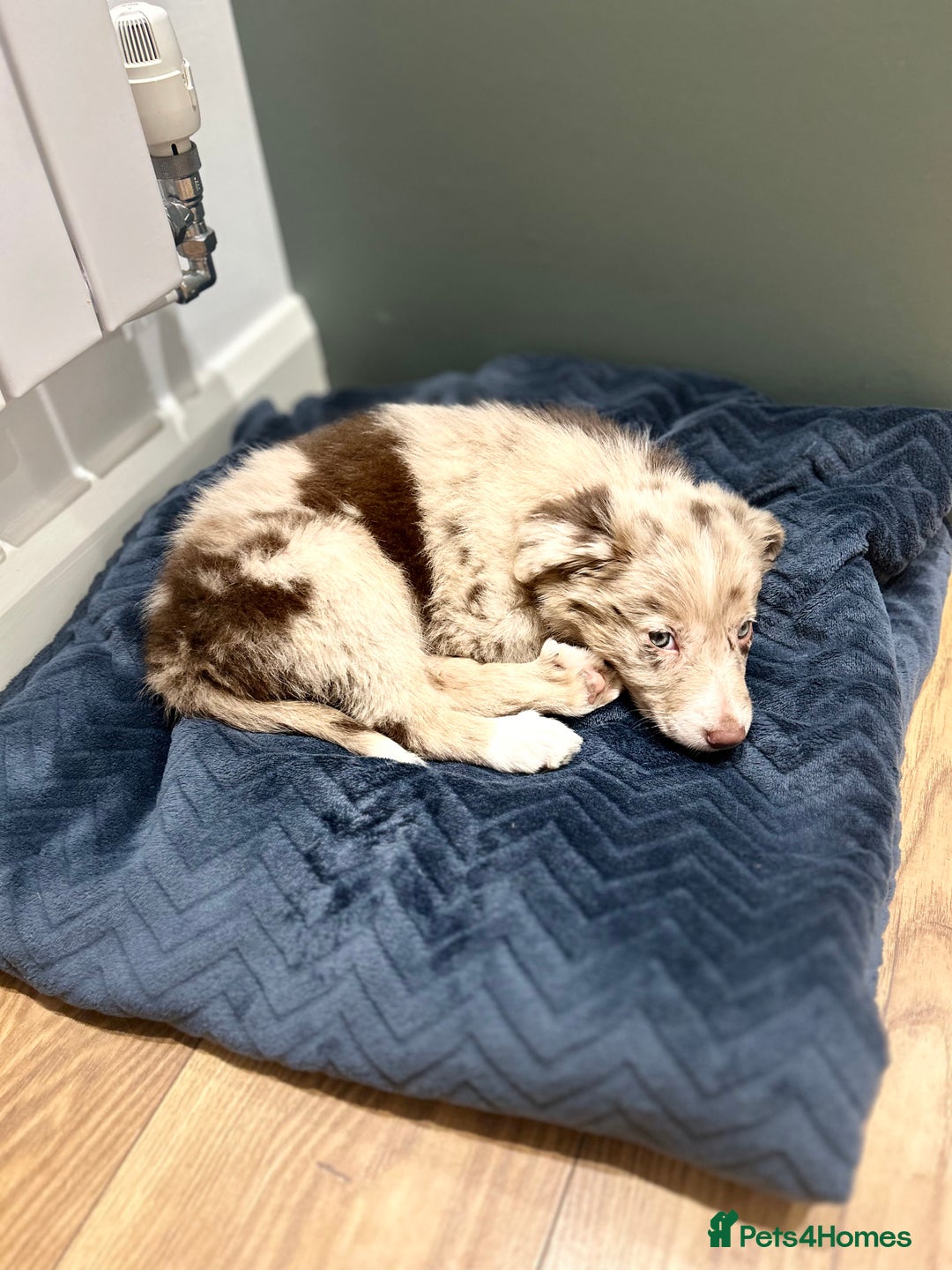 Border Collie dogs for sale: 10 week old Border collie  - Advert 9