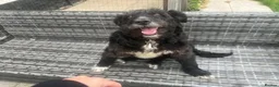 Mixed Breed dogs for adoption: Meet Livi, currently residing in Cheshire - Advert 4