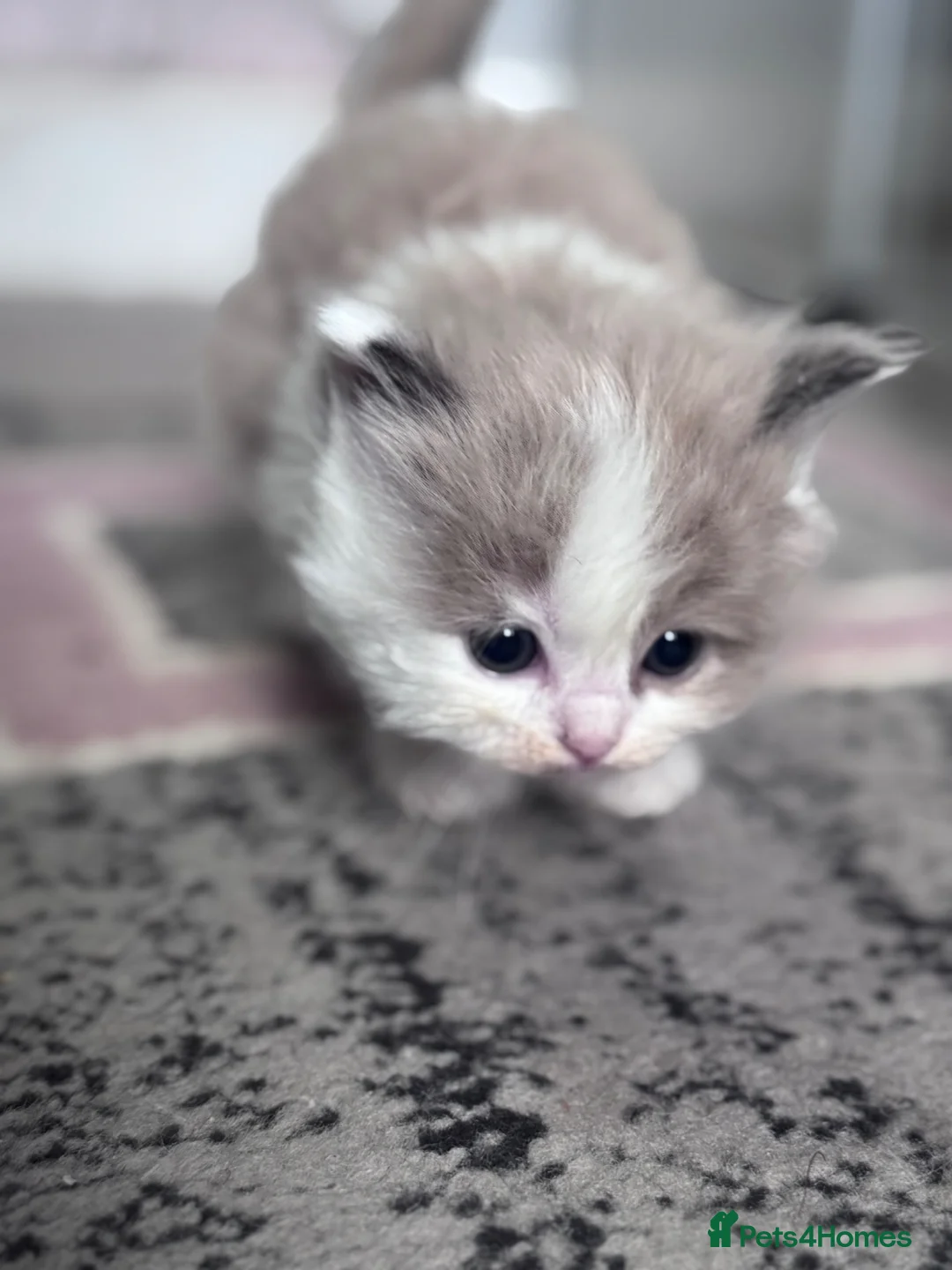 Ragdoll cats for sale: 5 beautiful ragdoll kittens  - Advert 18