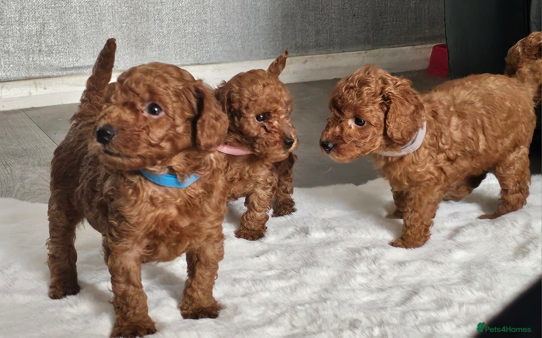 Miniature Poodle dogs for sale: Deep red Miniature Poodles  - Image 1