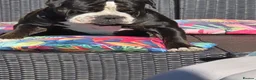 Olde English Bulldogge dogs for stud: Mr Boba  - Advert 2