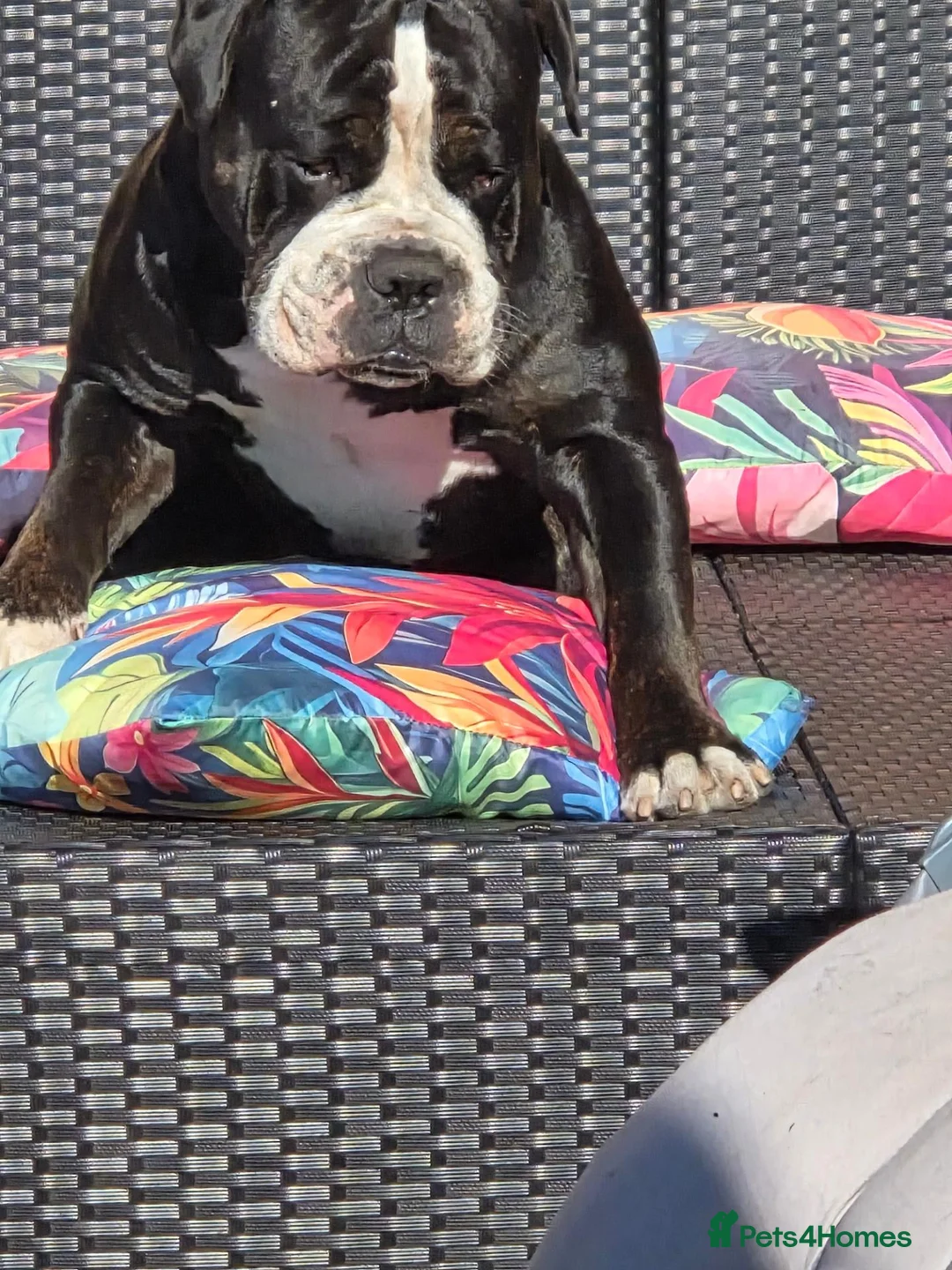 Olde English Bulldogge dogs for stud: Mr Boba  - Advert 2