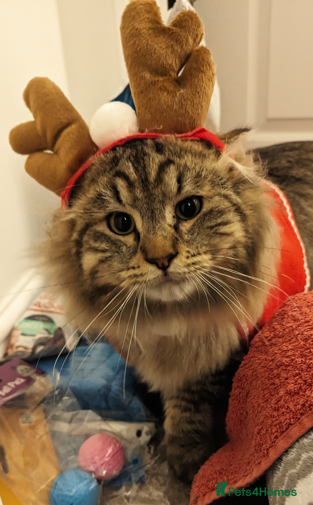 Siberian cats for sale: Tabby Siberian Cross Male - Image 3