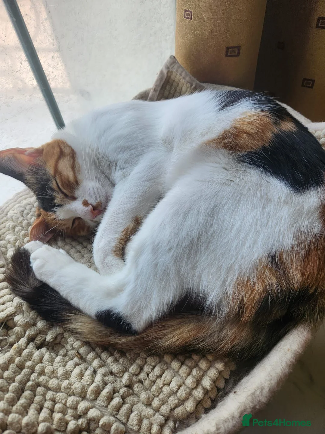 Arabian Mau cats for adoption: Petunia (Pip) - Advert 1
