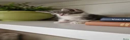 Maine Coon cats for sale: My maincoon Luna has had 7 beautiful kittens - Advert 4