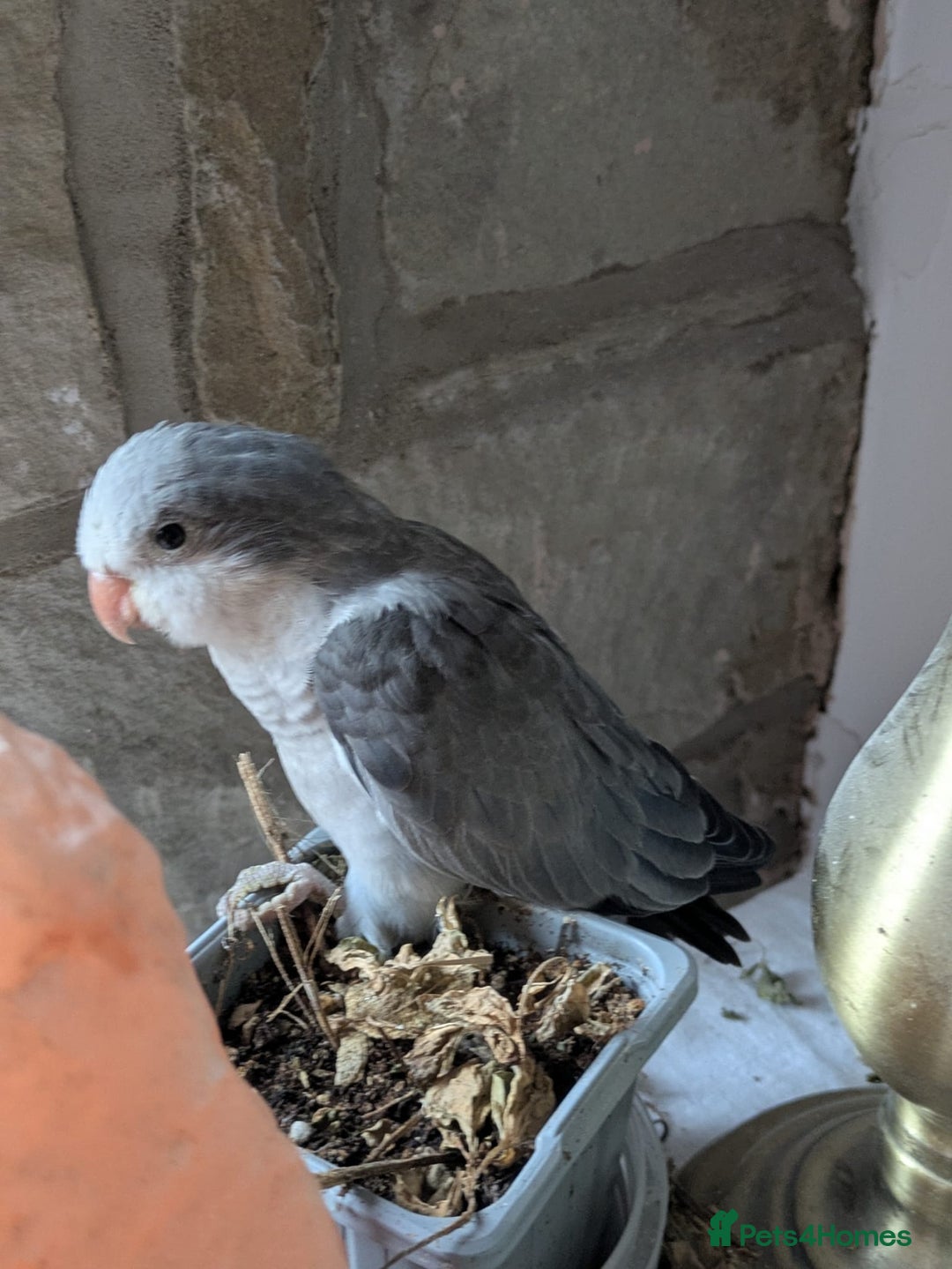 Parakeets birds for sale: Hand reared tamed white and cobalt Quaker parrots  - Image 4