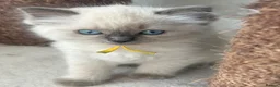 Ragdoll cats for sale: Ragdoll kittens - Ready to leave - Advert 2