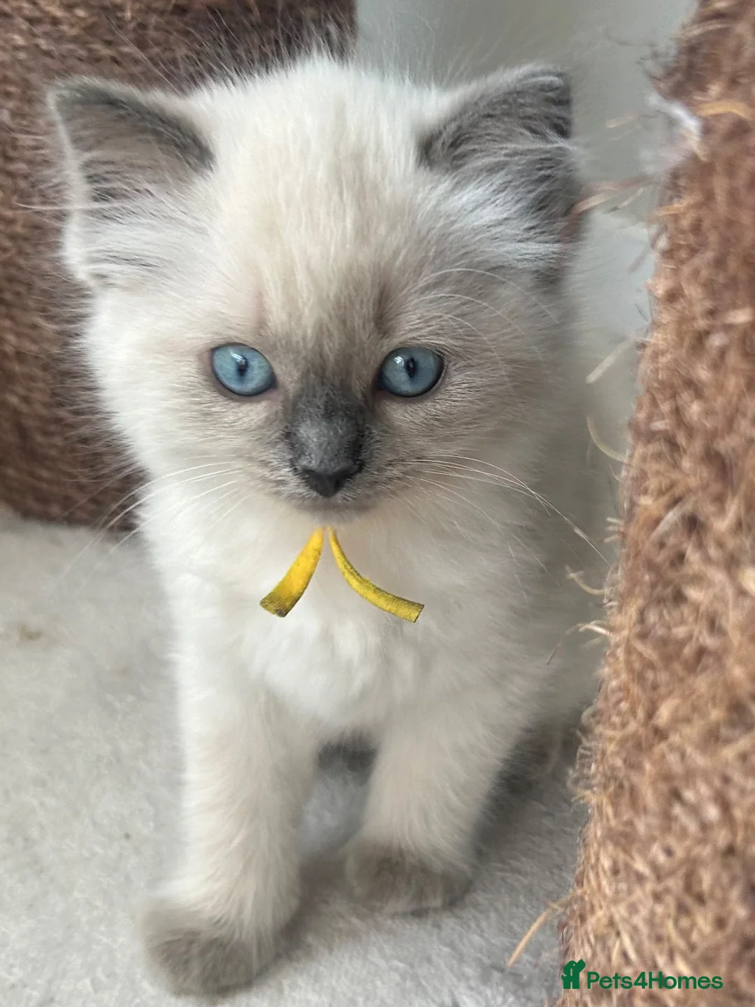 Ragdoll cats for sale: Ragdoll kittens - Ready to leave - Advert 2