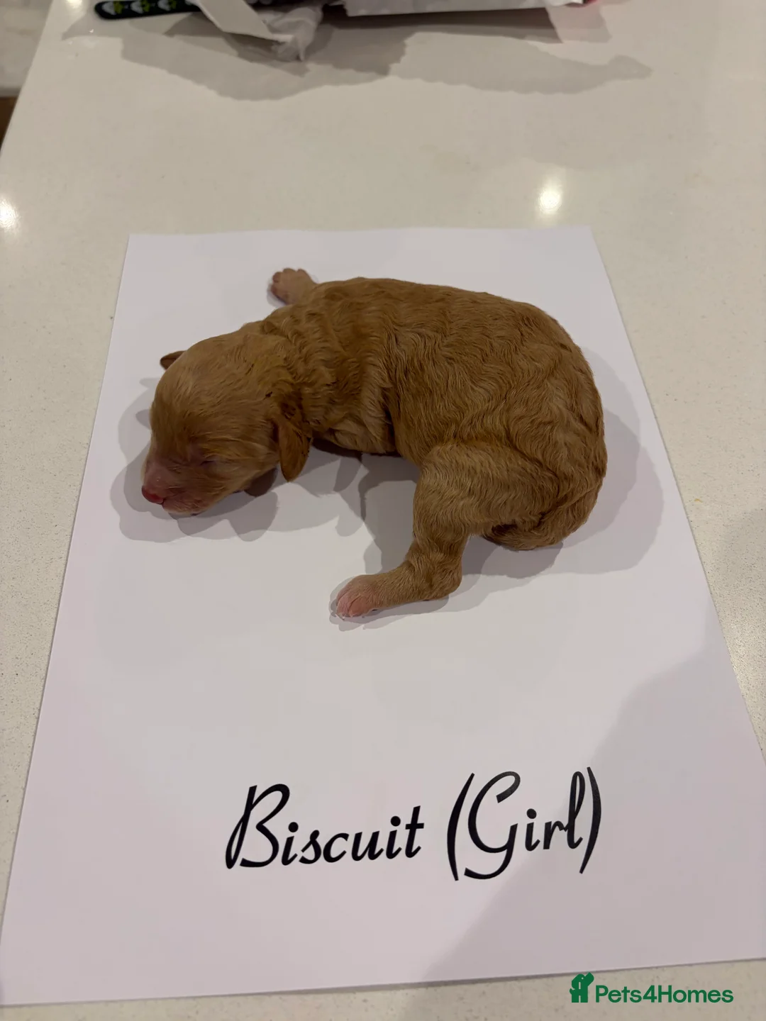 Poochon dogs for sale: 🐾Miniature Poochon puppies sold 8/2/26 - Advert 14