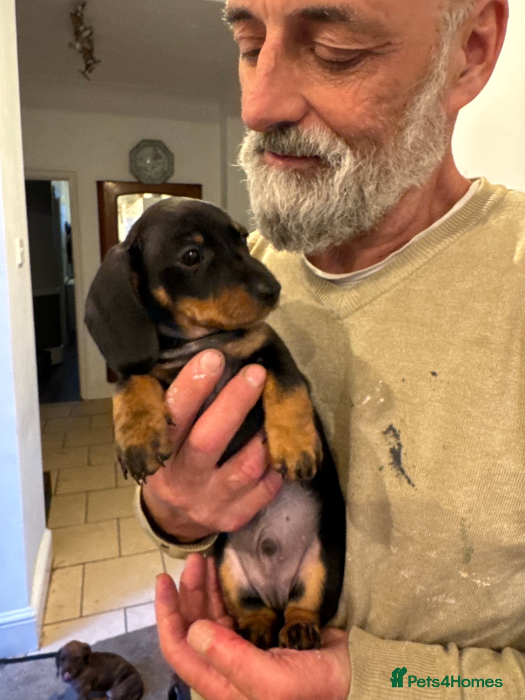 Miniature Dachshund dogs for sale: Miniature Dachshund Puppies  - Image 12