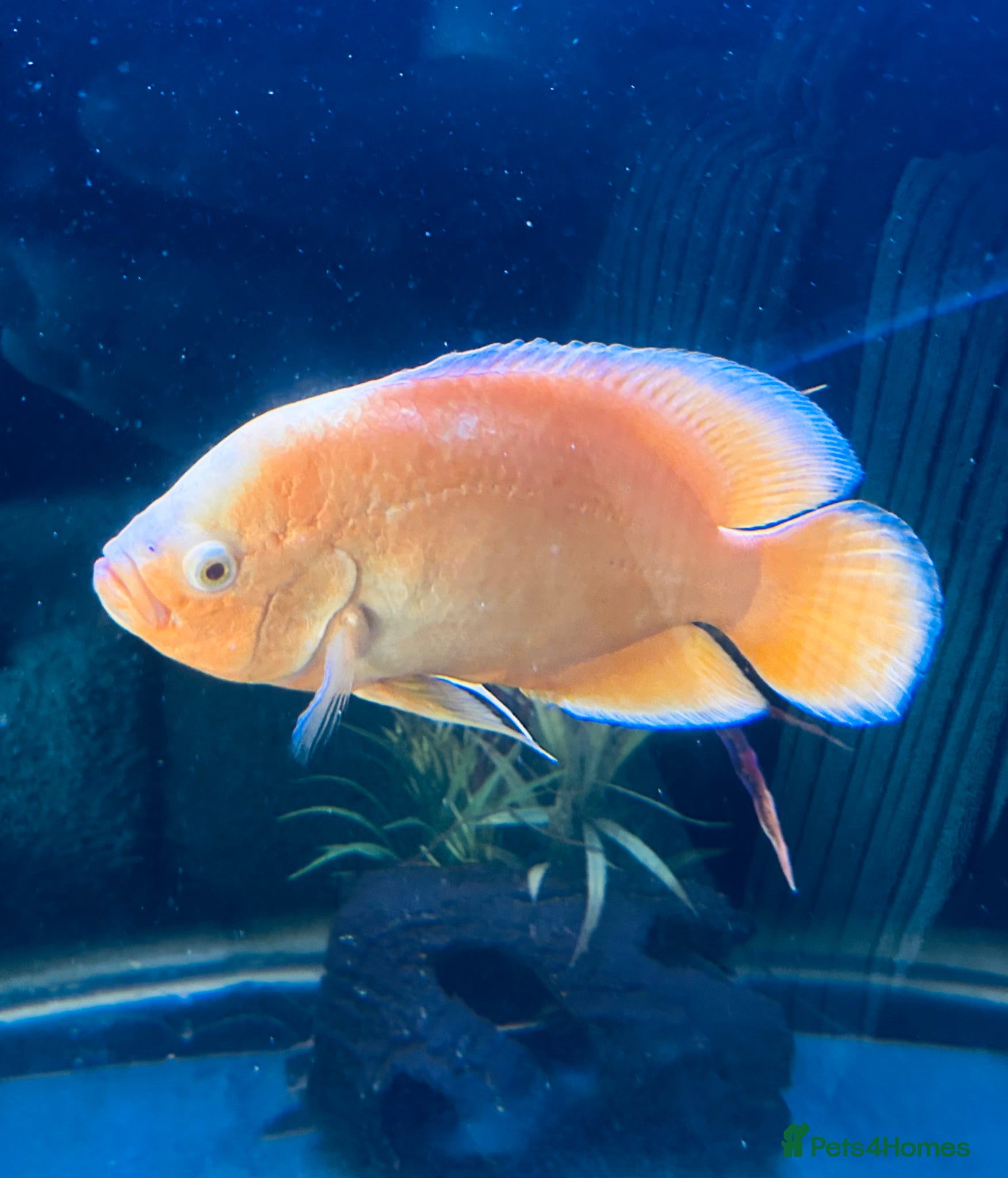 Cichlids fish Lemon Oscar  - Advert 9