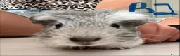 Guinea Pig rodents for sale: Baby guinea pigs  - Advert 5