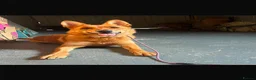 German Shepherd dogs for sale: German shepherd - Advert 1