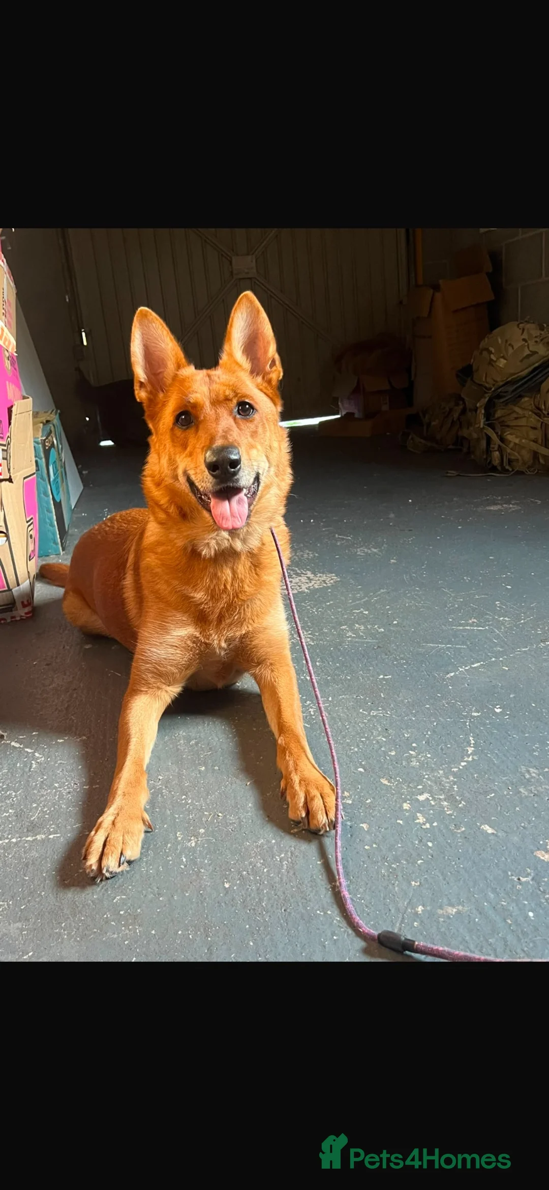 German Shepherd dogs for sale: German shepherd - Advert 1