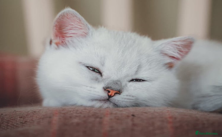 British Shorthair cats Ready now. Black Tipped BSH female kitten - Advert 7