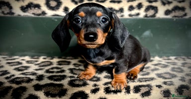 Miniature Dachshund dogs - Advert 16