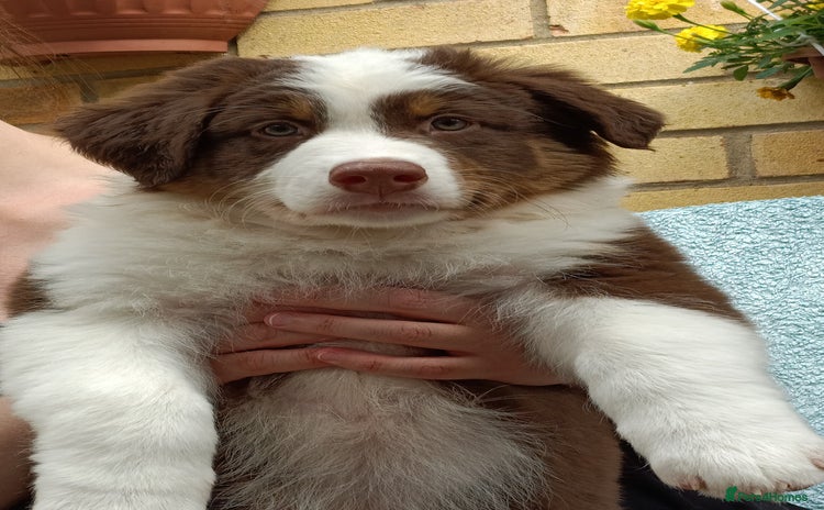 Australian Shepherd dogs in Peterborough - Advert 1