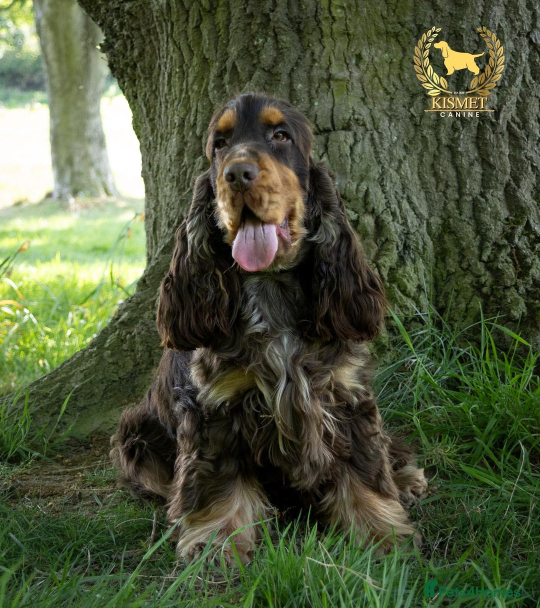 Cocker Spaniel dogs for sale: KC reg chocolate show cocker spaniel puppies  - Image 13