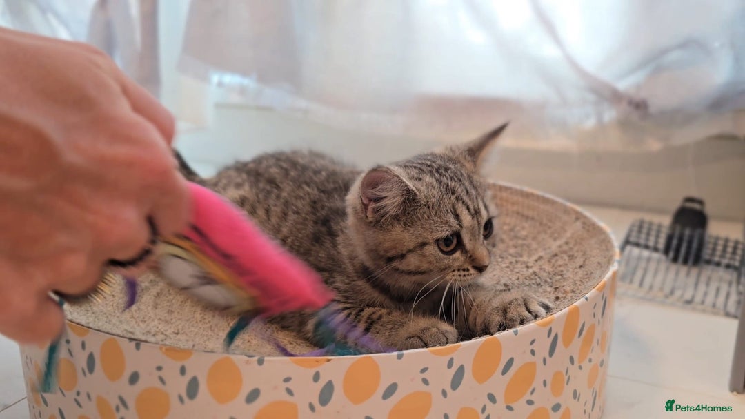 Scottish Fold cats for sale: Scottish fold kittens (price down due to holiday) - Image 18