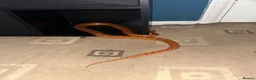 Corn Snake reptiles for sale: corn snake, Rio, 6 years old, orange. With setup  in Leicester - Advert 3
