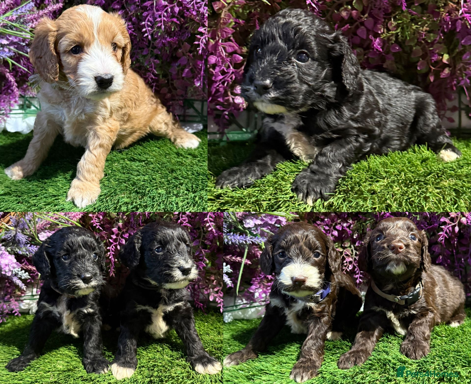 Cockapoo dogs F1 various mini cockapoos 30 dna health tested clr - Advert 3