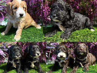 Cockapoo dogs F1 various mini cockapoos 30 dna health tested clr - Advert 3