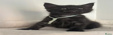Mixed Breed 8 light green boy