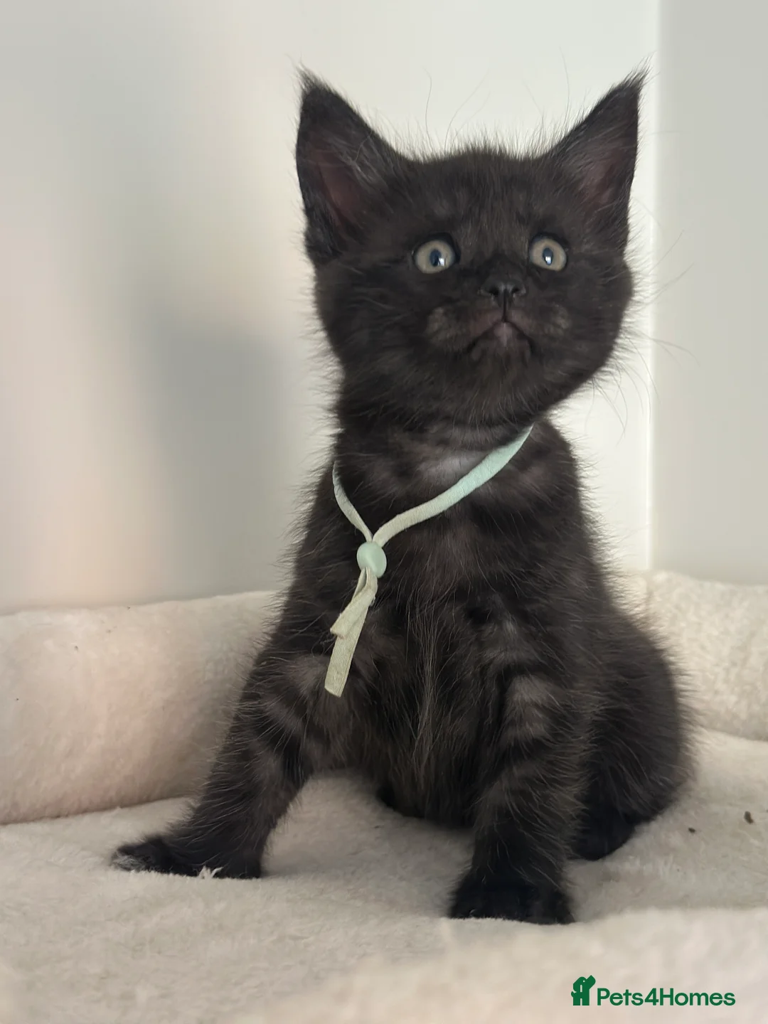 Mixed Breed cats for sale: Maine coon mix breed kittens  - Advert 2