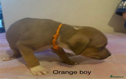 Staffordshire Bull Terrier dogs for sale: Beautiful coloured staffies - Image 7
