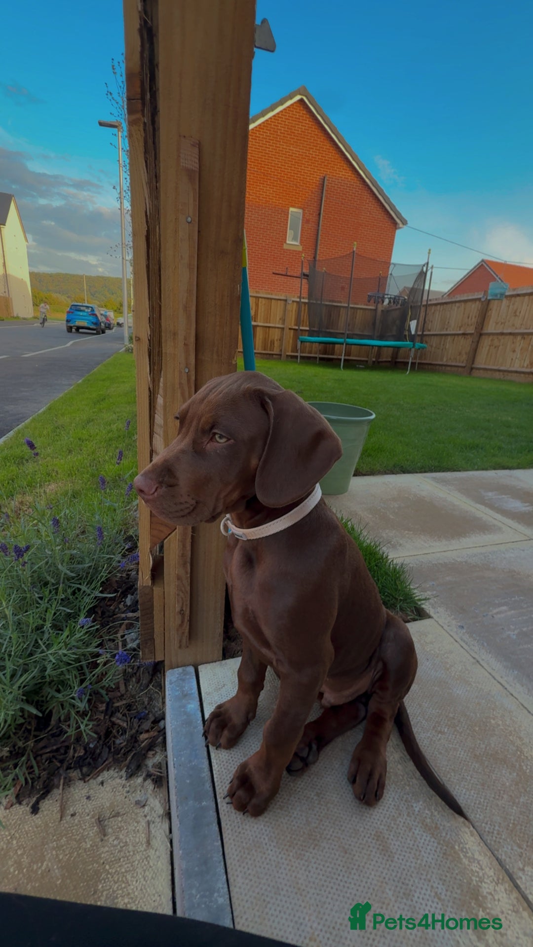 Mixed Breed dogs for sale: Vizsla cross cane corso  - Image 4