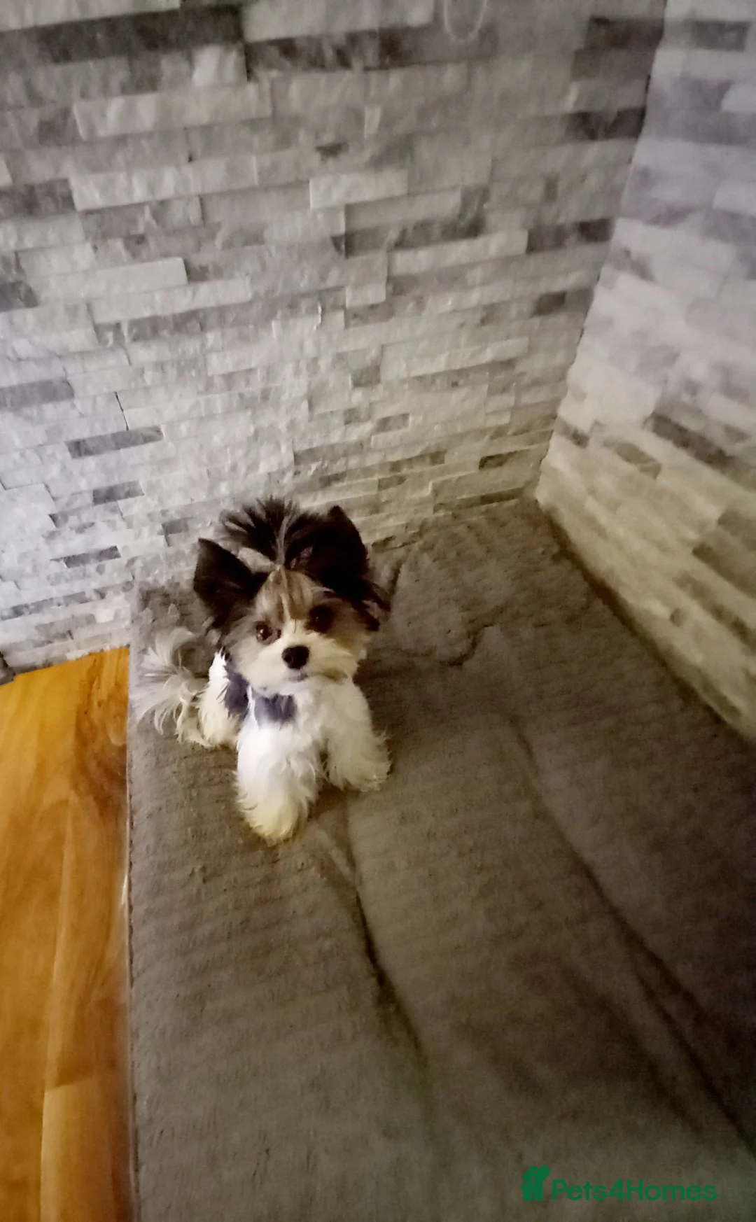 Biewer Terrier dogs for stud: Beautiful Biewer Yorkshire Terrier Stud  - Advert 2
