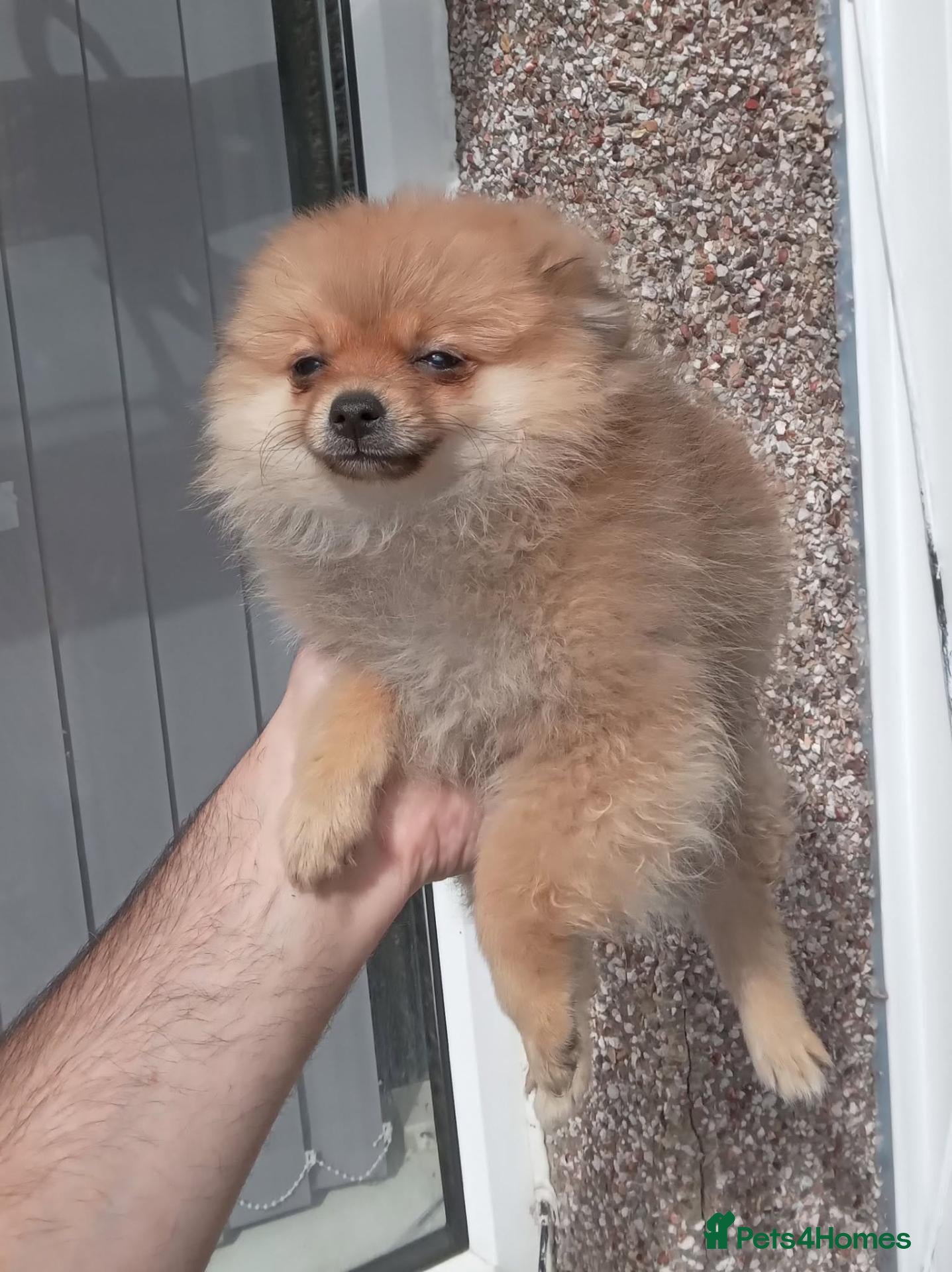 Pomeranian dogs Pomeranian puppies  - Advert 2