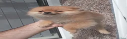 Pomeranian dogs for sale: Pomeranian puppies  - Advert 5
