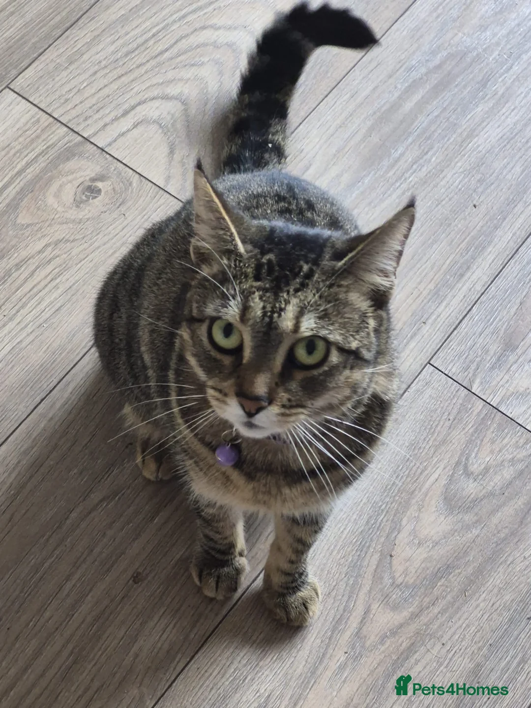 Mixed Breed cats for sale: Tilly in Gloucester - Advert 2