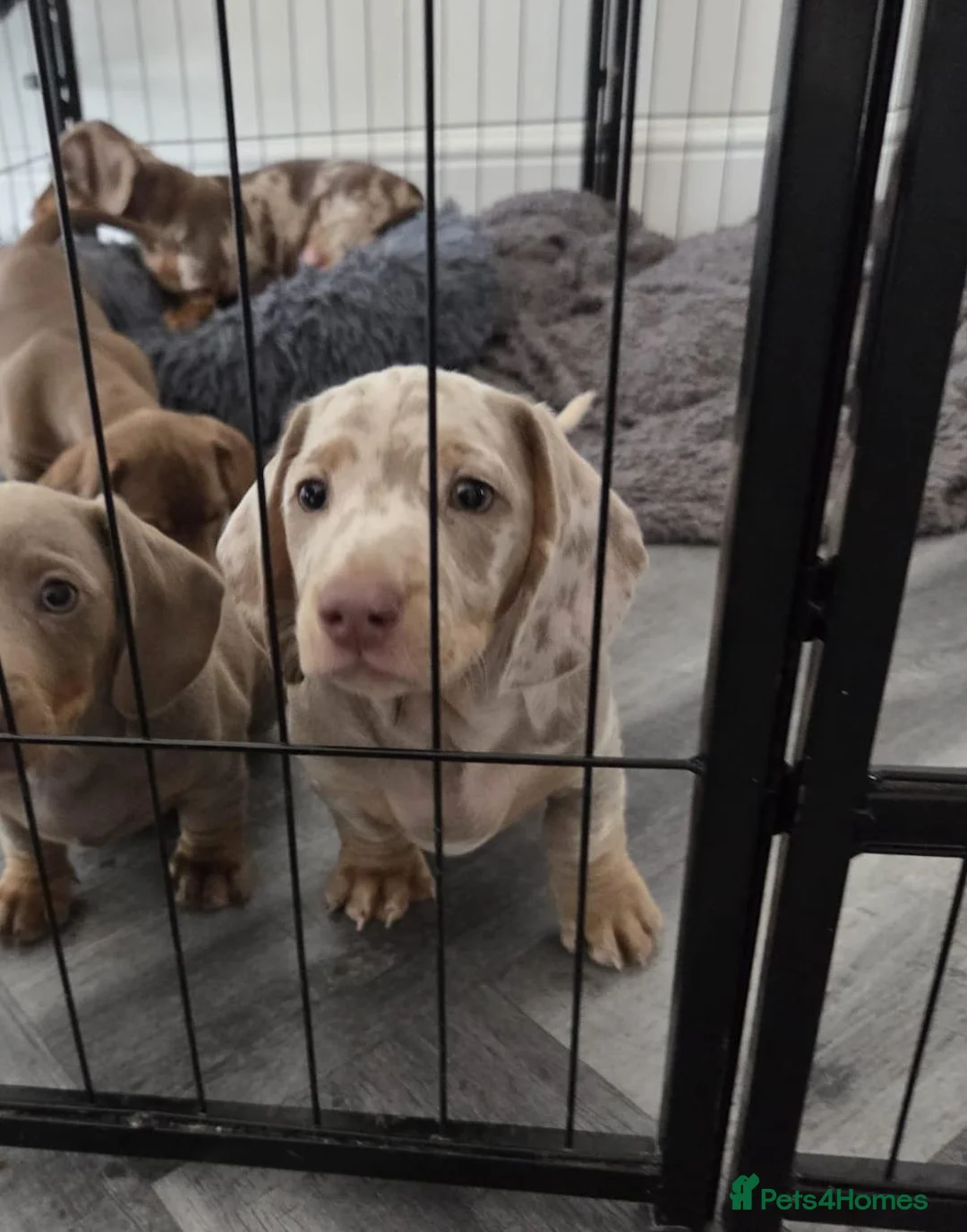 Miniature Dachshund dogs for sale: Adorable Miniature Dachshund Puppies  in Colchester - Advert 8