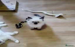 Ragdoll cats for sale: Gorgeous Ragdoll Kittens in Wednesbury - Image 5