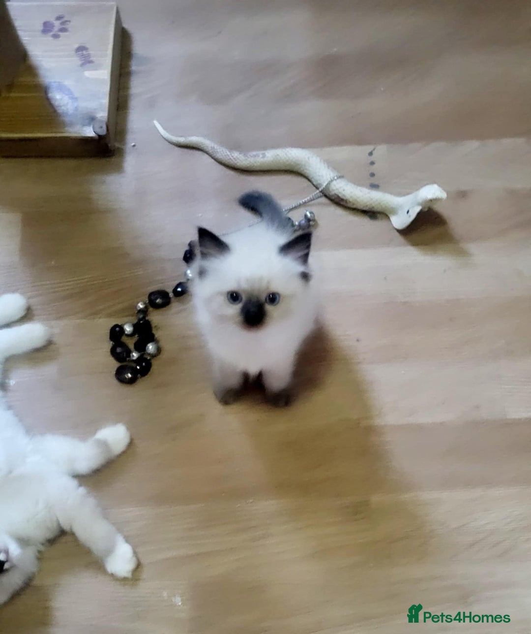 Ragdoll cats for sale: Gorgeous Ragdoll Kittens in Wednesbury - Image 5