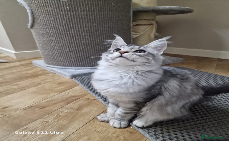 Maine Coon cats - Advert 3