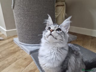 Maine Coon cats for sale - Advert 1